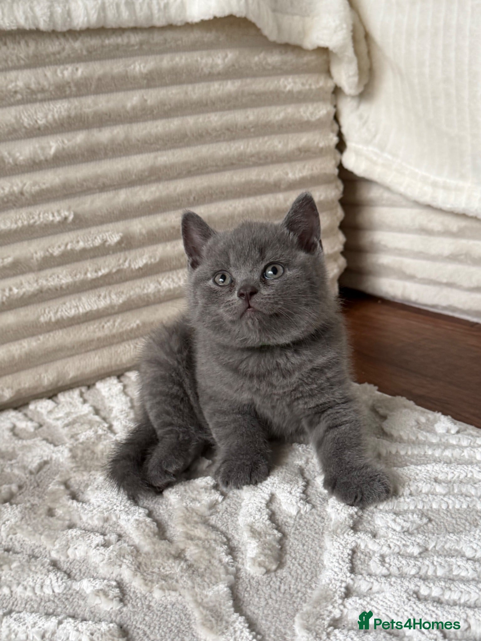 British Shorthair cats 2 British shorthair kittens - Advert 1