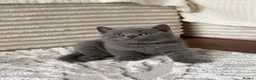 British Shorthair cats for sale: 2 British shorthair kittens - Advert 5