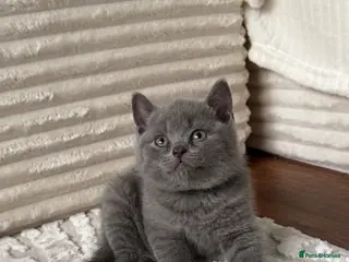 British Shorthair cats 2 British shorthair kittens - Advert 1