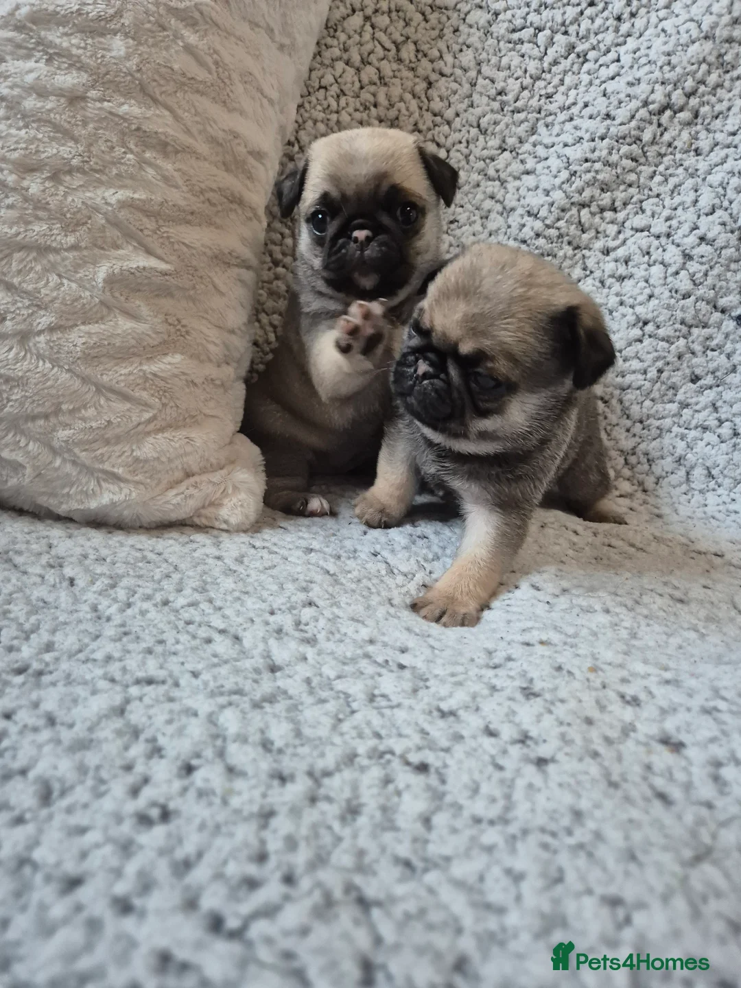 Pug dogs for sale: Two female silver fawn pug puppies for sale - Advert 5