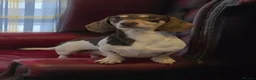 Miniature Dachshund dogs for sale: 🩵 3 boys left 🩵  ready to leave in 5 days 🩵  - Advert 3