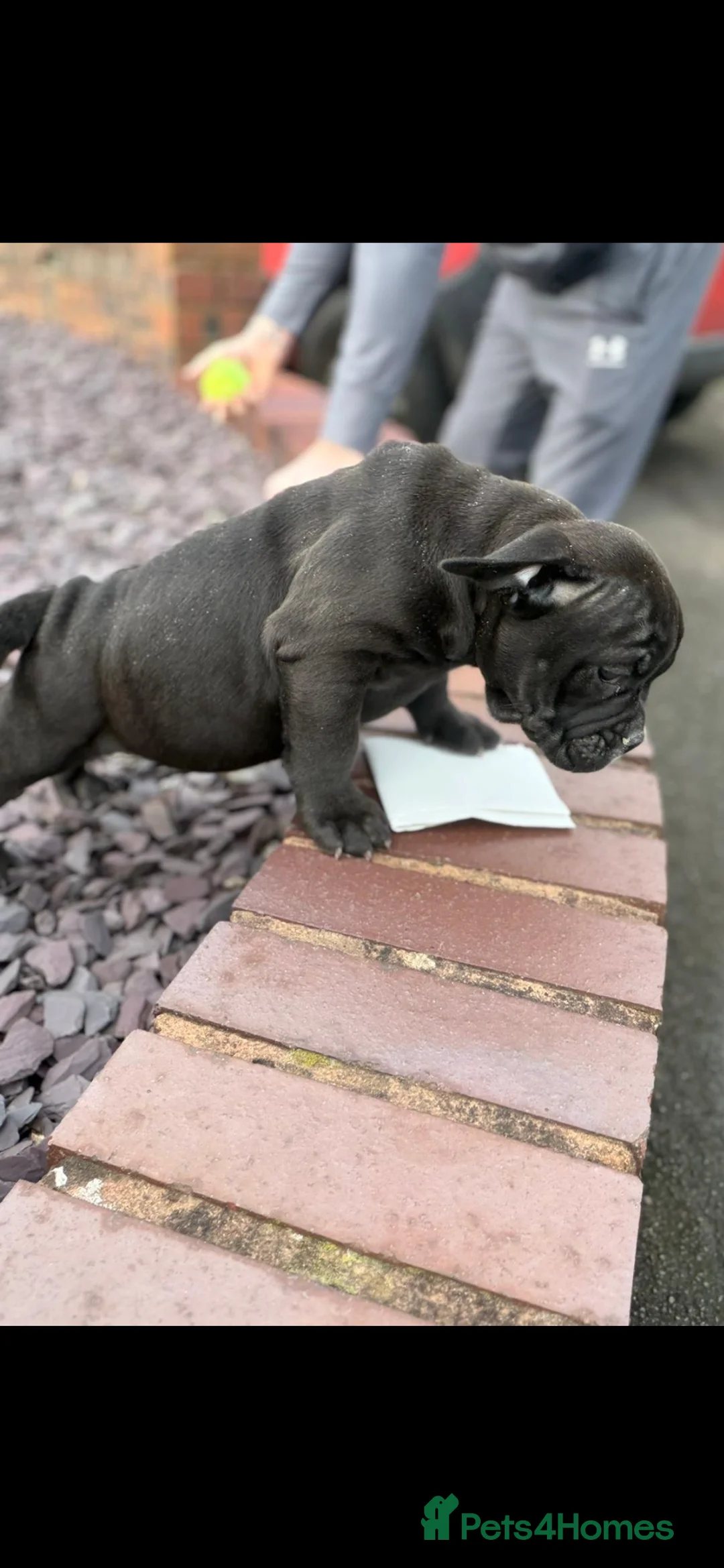 Dorset Olde Tyme Bulldogge dogs for sale: Last of the litter  - Advert 2