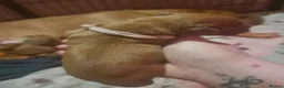 Dogue De Bordeaux dogs for sale: Dogue de bordeaux puppies - Advert 7