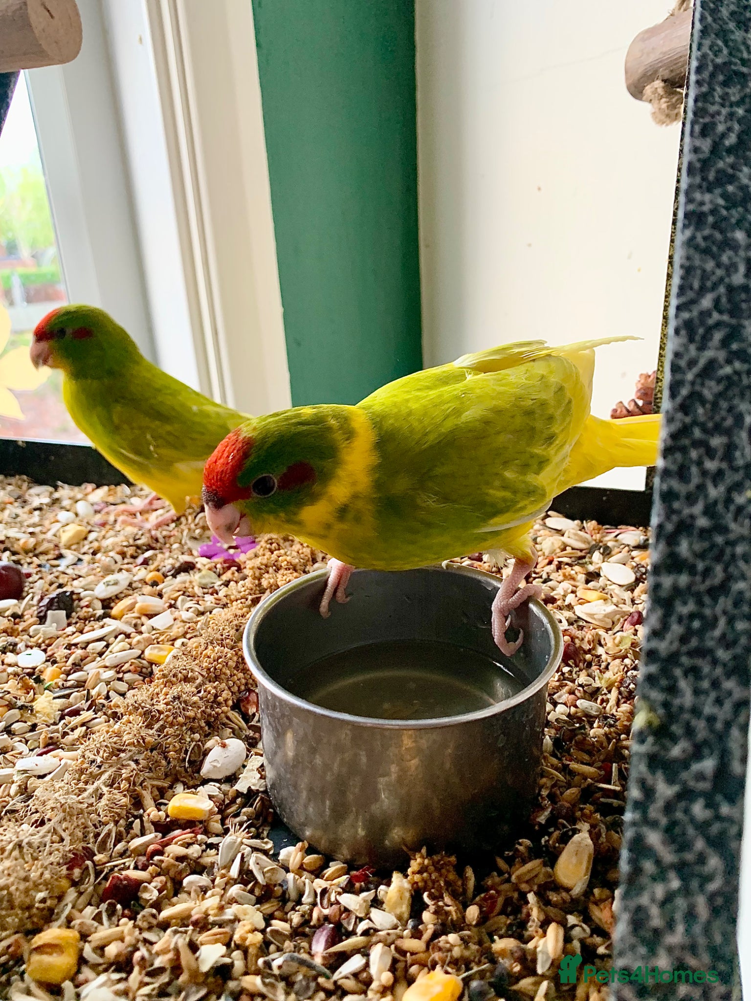 Parakeets birds 2 Hand Reared Baby Kakariki’s Ready Now - Advert 1