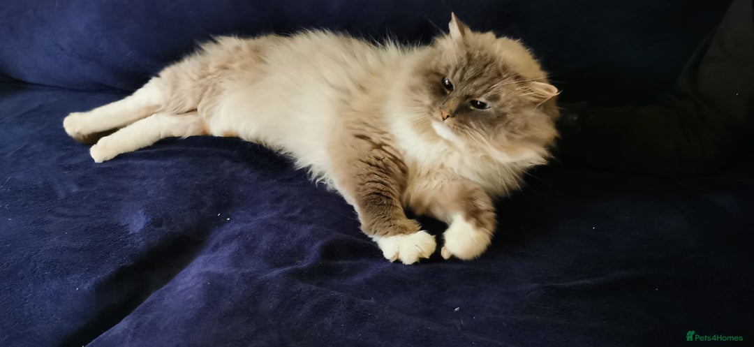 Siberian cats for sale: Registered Neva Masquerade Siberian kittens  - Image 4