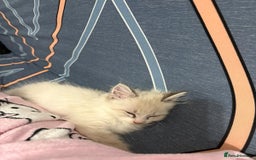 Ragdoll cats for sale: MALE RAGDOLL *AVAILABLE* - Image 3