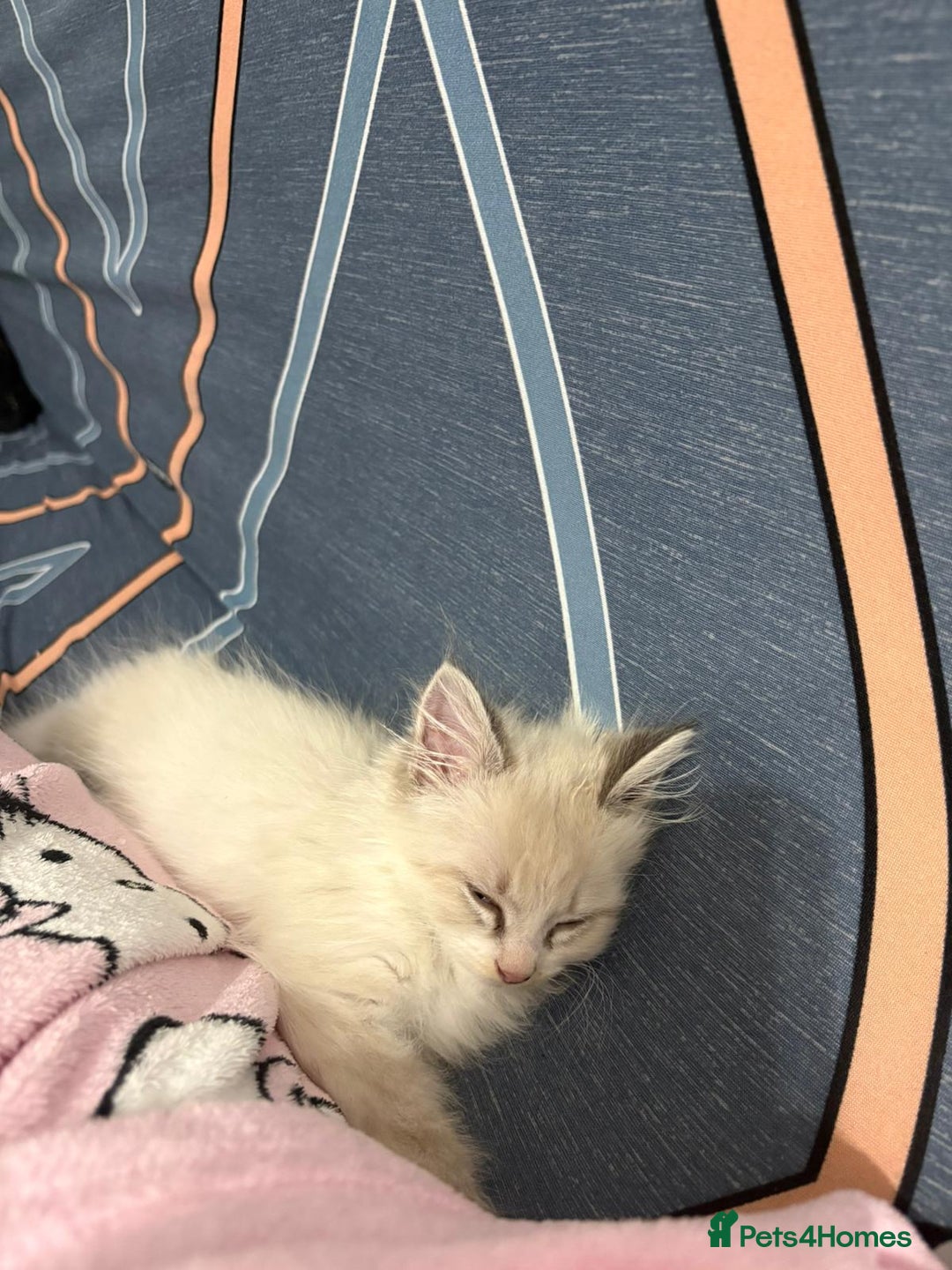 Ragdoll cats for sale: MALE RAGDOLL *AVAILABLE* - Image 3