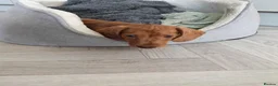 Dachshund dogs for sale: Miniature dachshund dapple boy and caramel girl - Advert 8