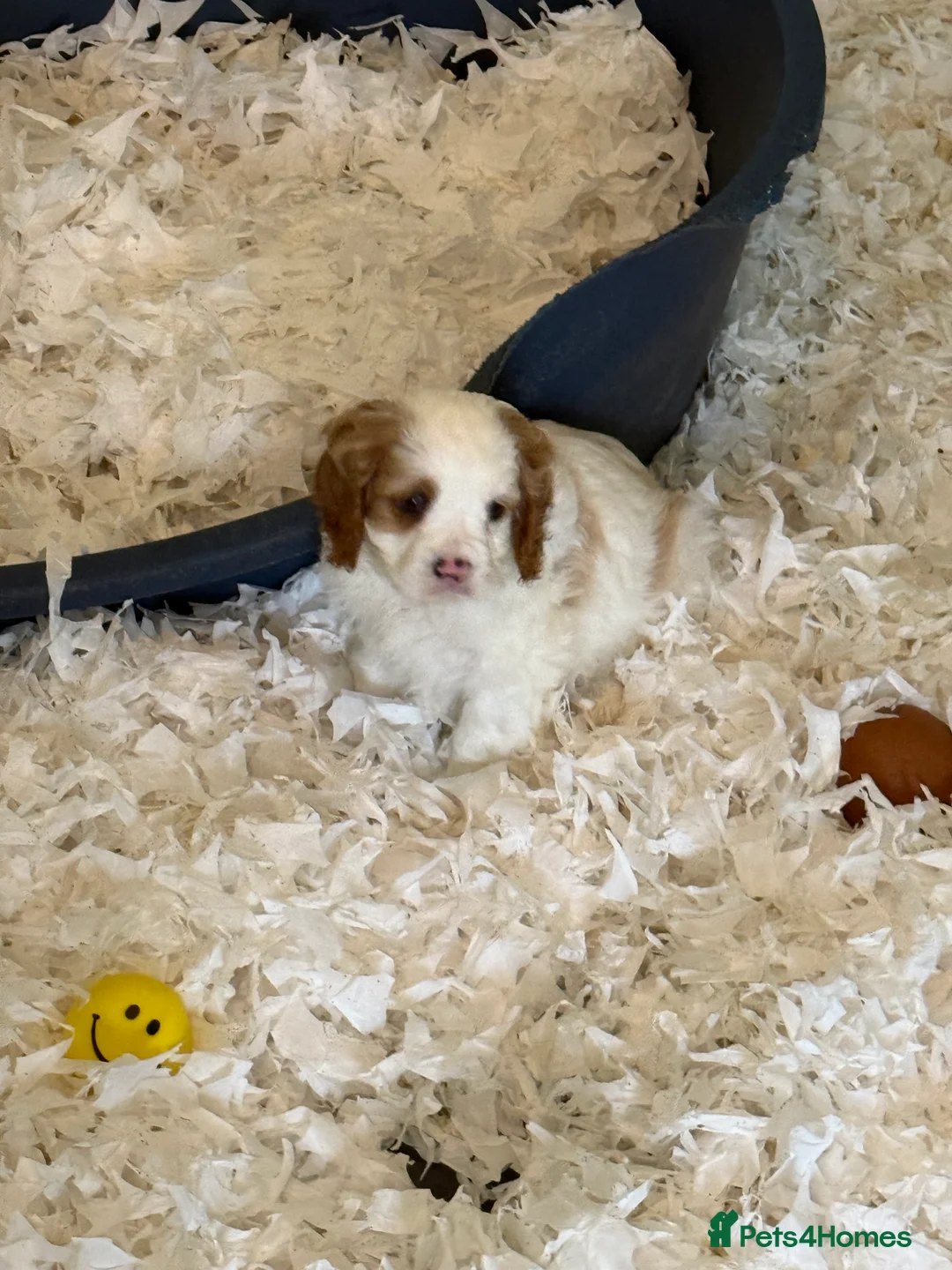 Mixed Breed dogs for sale: Ready Now Cracking Cockalier Boys  - Advert 10
