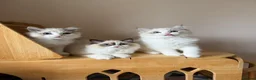 Ragdoll cats for sale: Adorable Ragdoll Kittens - 12 Weeks, Ready Now - Advert 6