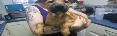 Orange Collar