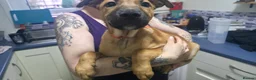 Mixed Breed dogs for sale: Shepsky × Staffy Puppies - Ready for Forever Homes - Advert 11