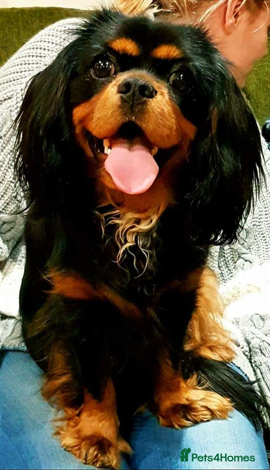 Cavapoo dogs for sale: RARE H/TESTED RED PHANTOM CARRIER F1 TOY CAVAPOOS - Advert 13