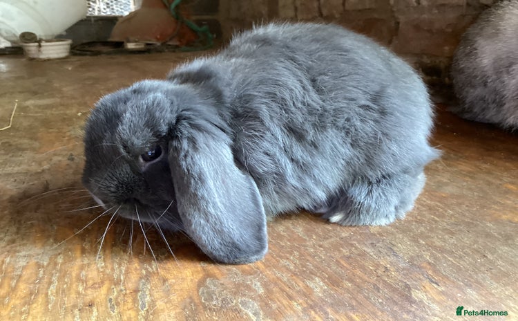Mini Lop rabbits - Advert 7