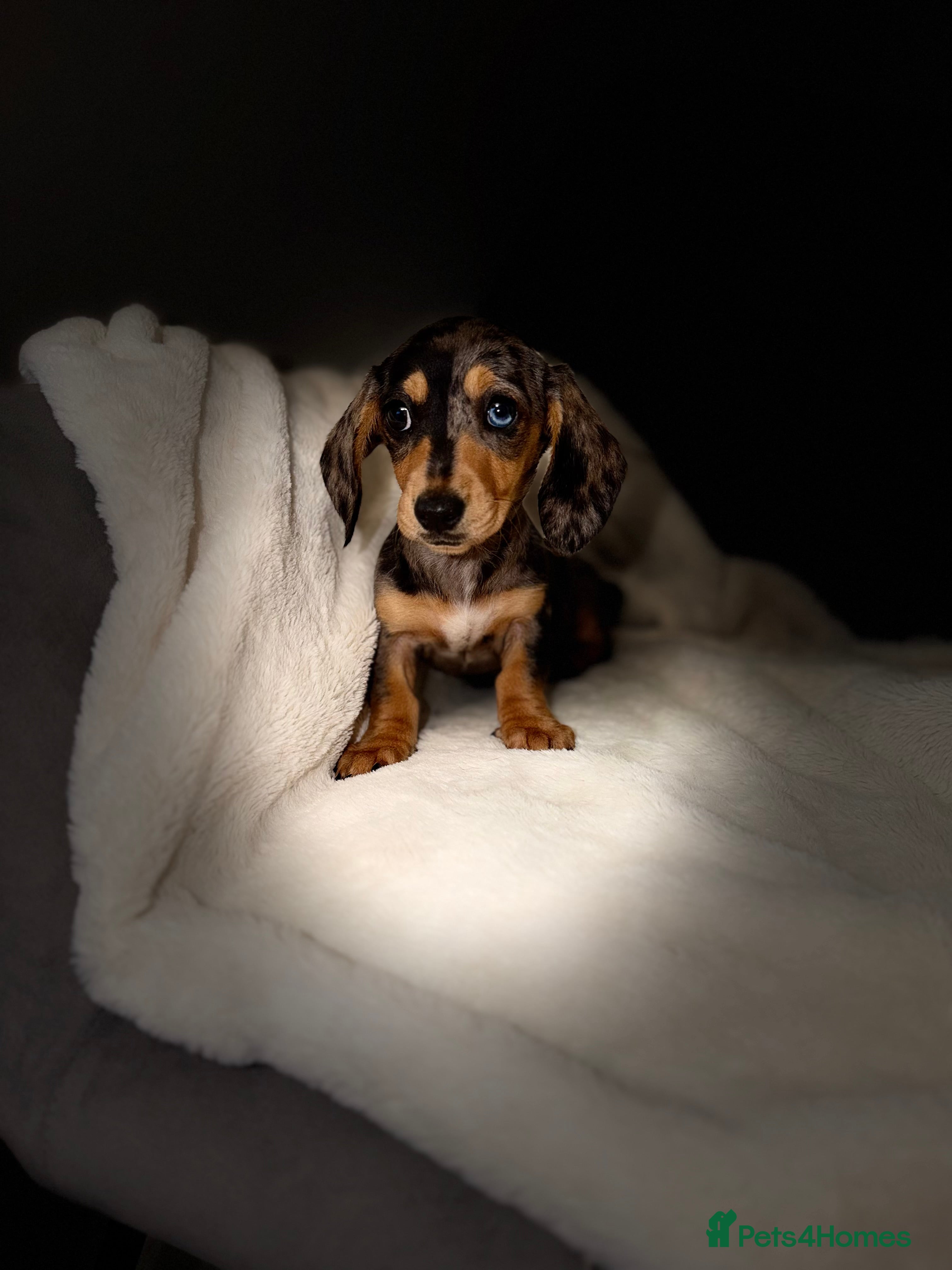 Miniature Dachshund dogs ** KC reg stunning Mini Dachshund Champ puppies ** - Advert 2