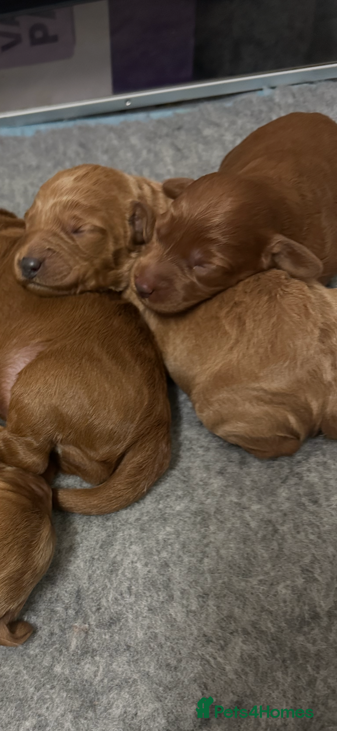 Labradoodle dogs for sale: Miniature F1 Labradoodles  - Advert 18