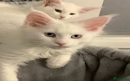 Maine Coon cats for sale: Beautiful Rare White Blue Eyed GCCF Maine Coons - Image 1
