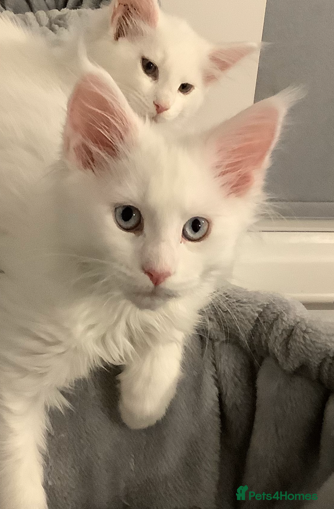 Maine Coon cats for sale: Beautiful Rare White Blue Eyed GCCF Maine Coons - Image 1