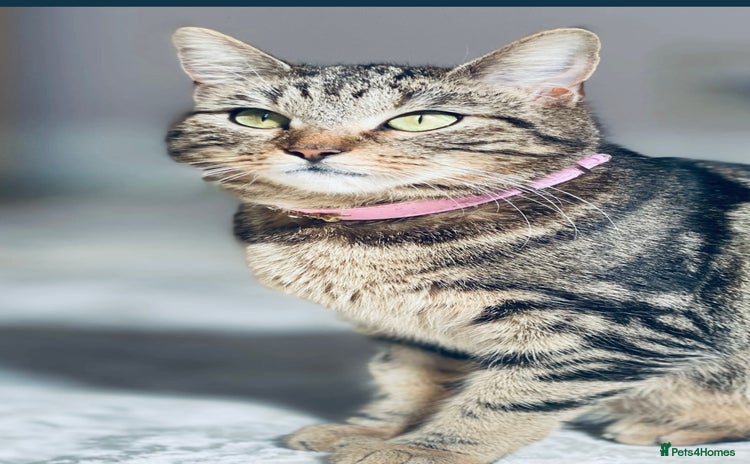 Mixed Breed cats Tabby cat - Advert 10