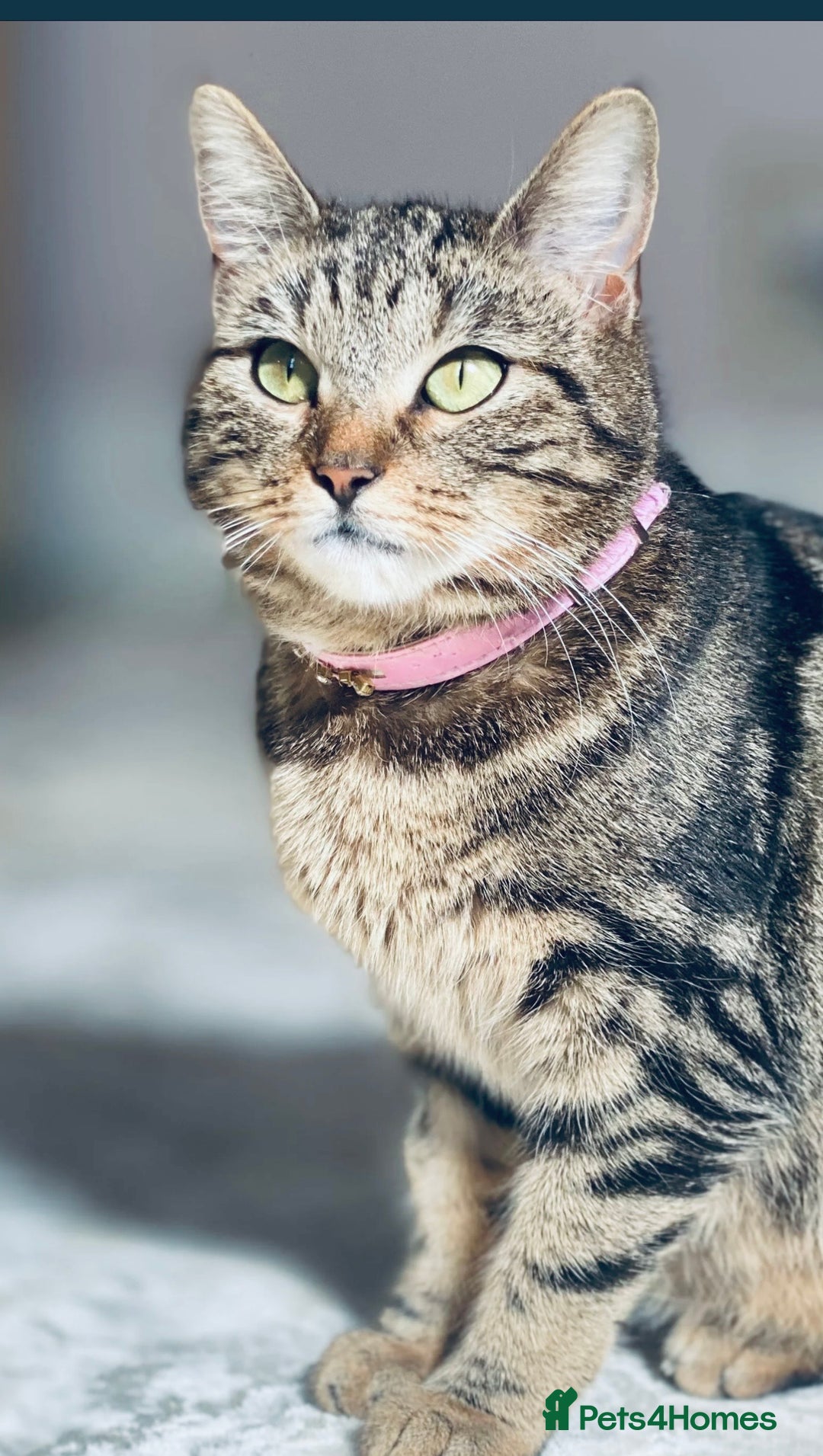 Mixed Breed cats for sale: Tabby cat - Advert 3