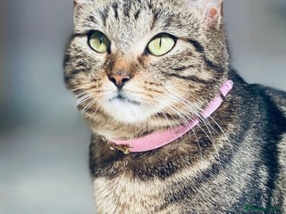 Mixed Breed cats Tabby cat - Advert 17