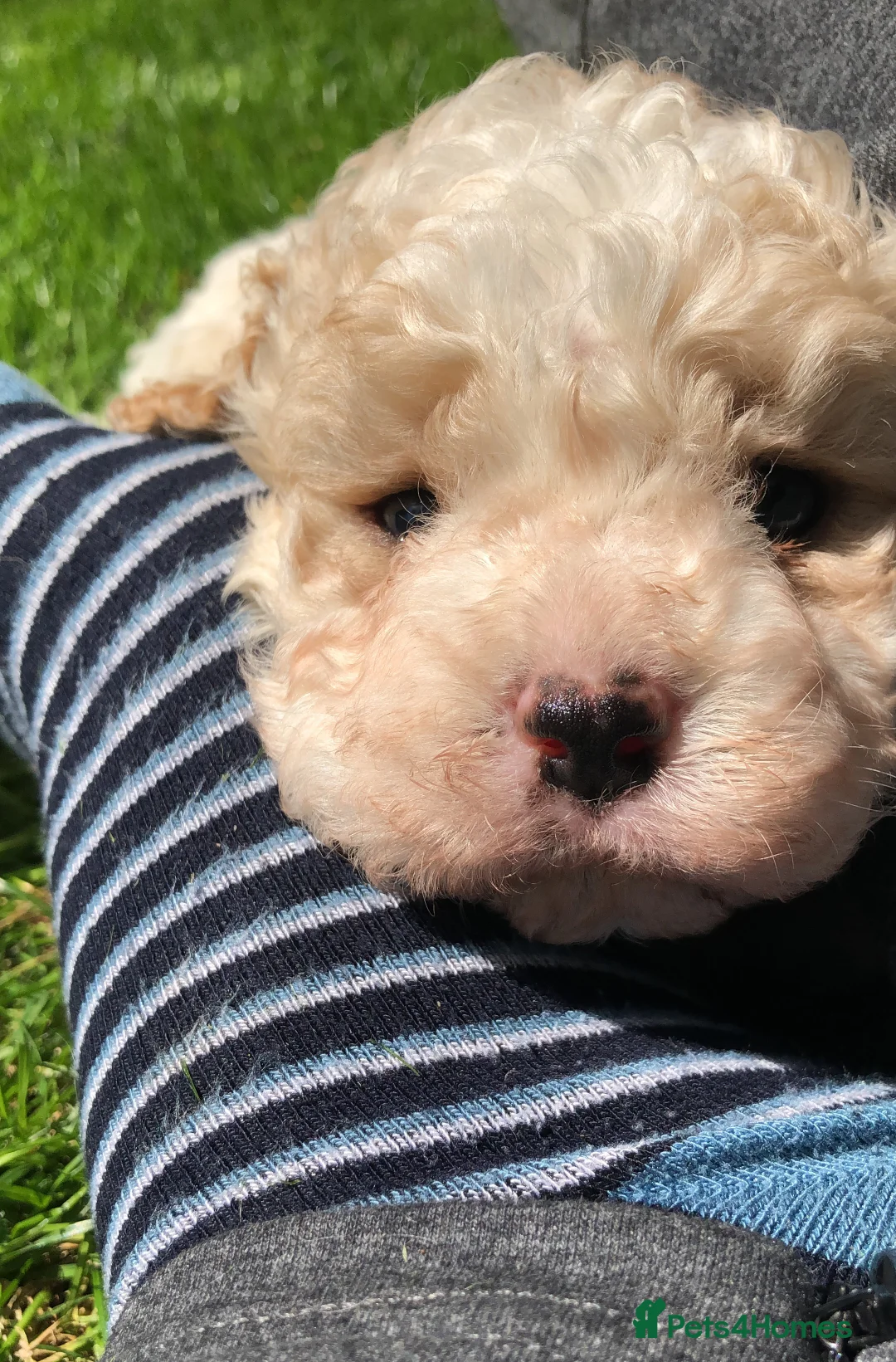 Toy Poodle dogs for stud: Gorgeous Black & White parti toy poodle in Saint Neots - Advert 16