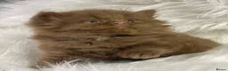 British Longhair cats for sale: Lovely cinnamon British longhair kitten. - Advert 6