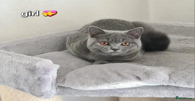 British Shorthair cats in Mexborough - Advert 6