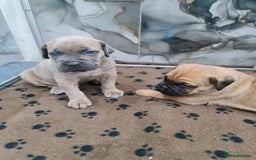 Cane Corso dogs for sale: Cane Corso Puppies in Wolverhampton - Image 7
