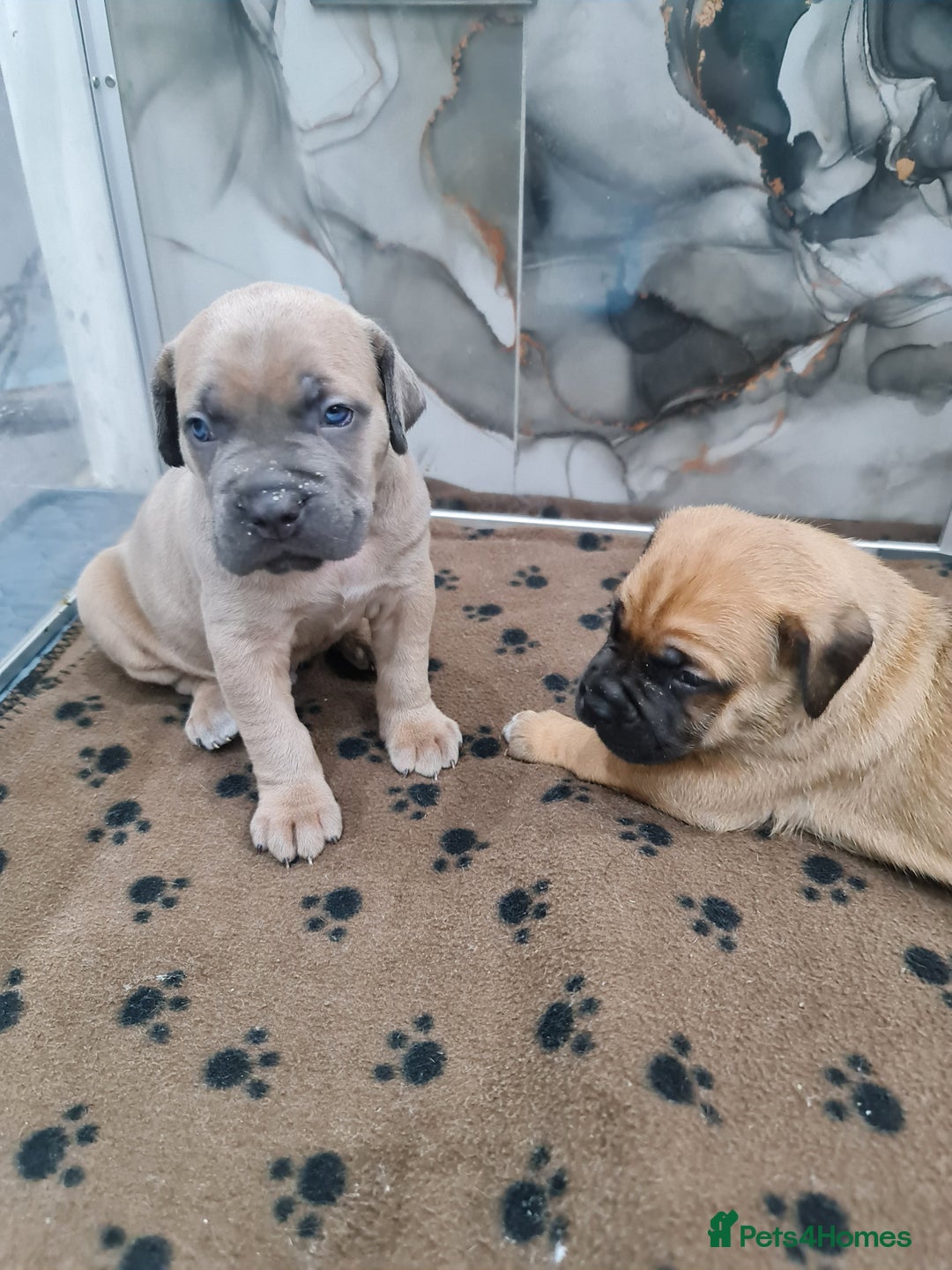 Cane Corso dogs for sale: Cane Corso Puppies in Wolverhampton - Image 7