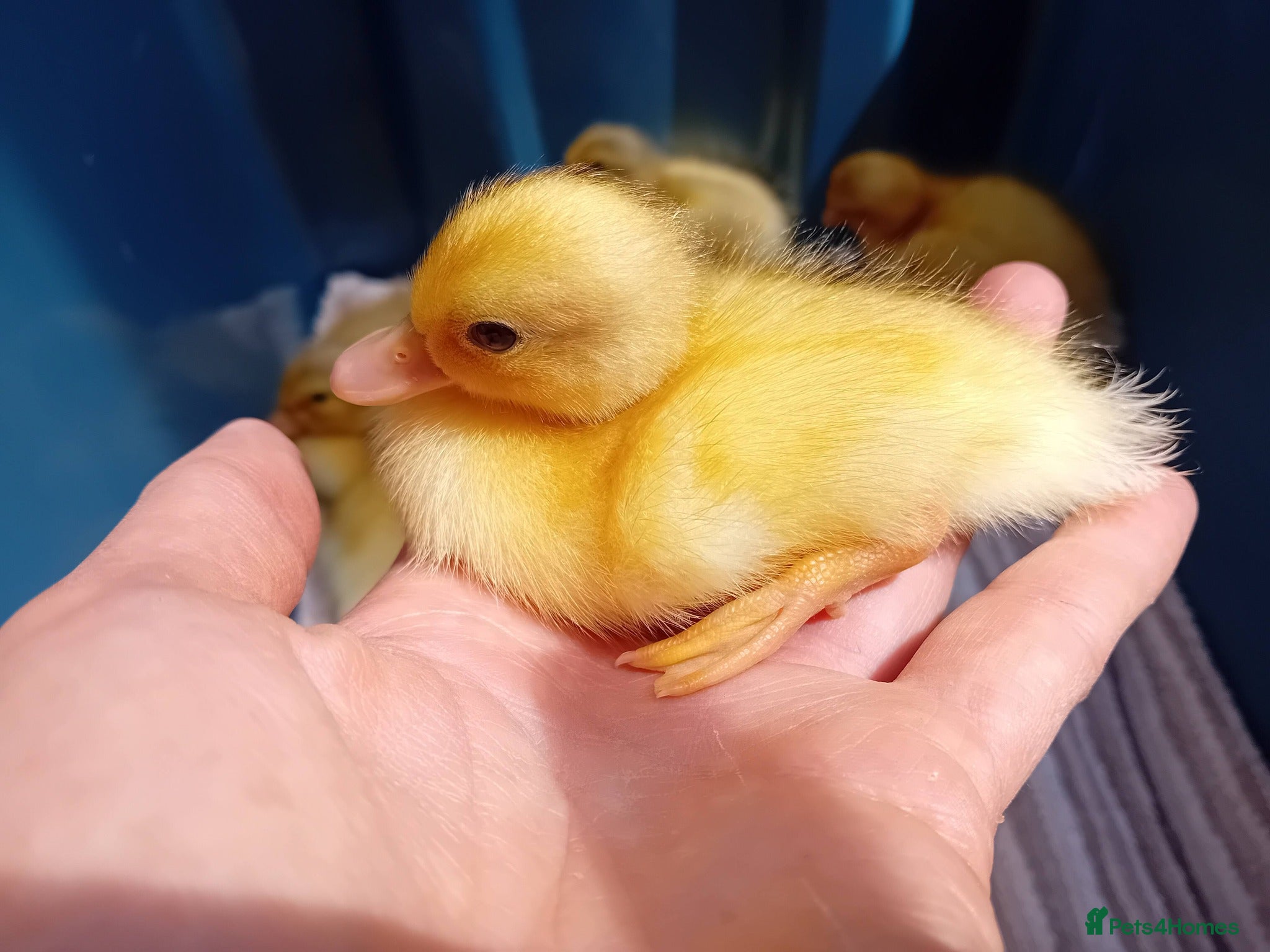 Ducks poultry for sale: Miniature Apricot Call Ducklings Available - Advert 3