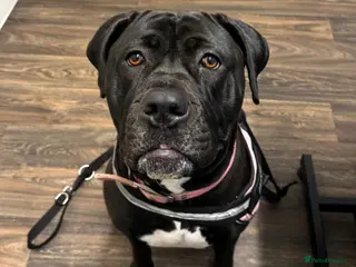 Mixed Breed dogs Widow - Advert 4