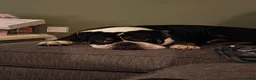 Olde English Bulldogge dogs for sale: Bear is looking for his forever home  - Advert 3