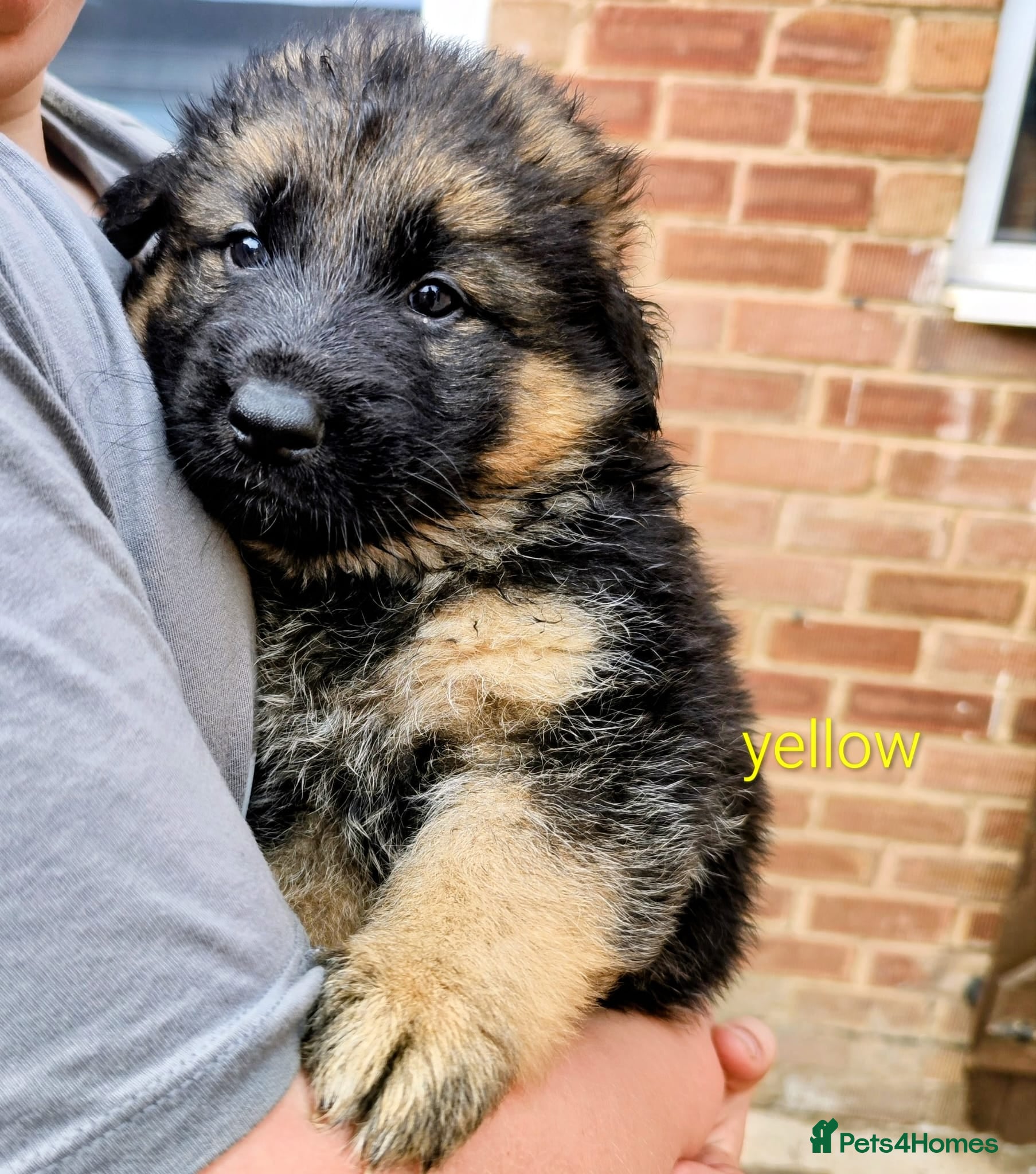 German Shepherd dogs German shepherd puppy  - Advert 2