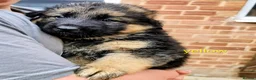 German Shepherd dogs for sale: German shepherd puppy  - Advert 2