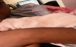 Mixed Breed dogs for sale: 🐾 Loving Homes Wanted for Two Puppies & Dad 🐾 - Image 18