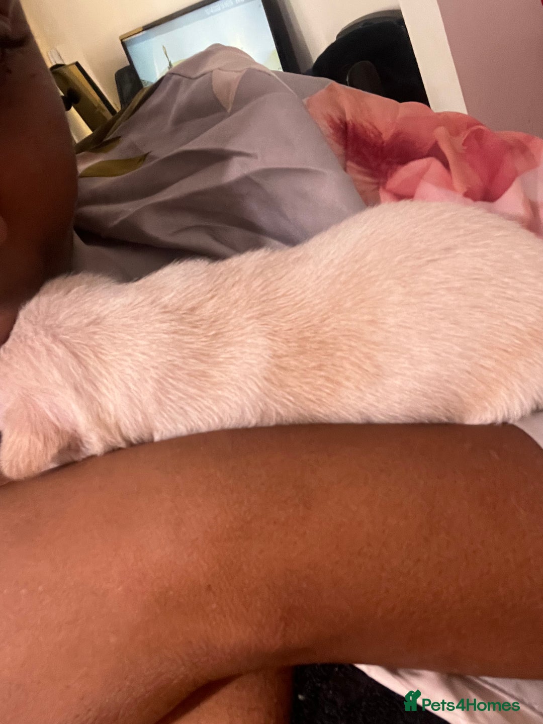 Mixed Breed dogs for sale: 🐾 Loving Homes Wanted for Two Puppies & Dad 🐾 - Image 18
