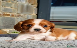 Cavalier King Charles Spaniel dogs for sale: ⭐️ Cavalier King Charles Puppies ⭐️ - Advert 12