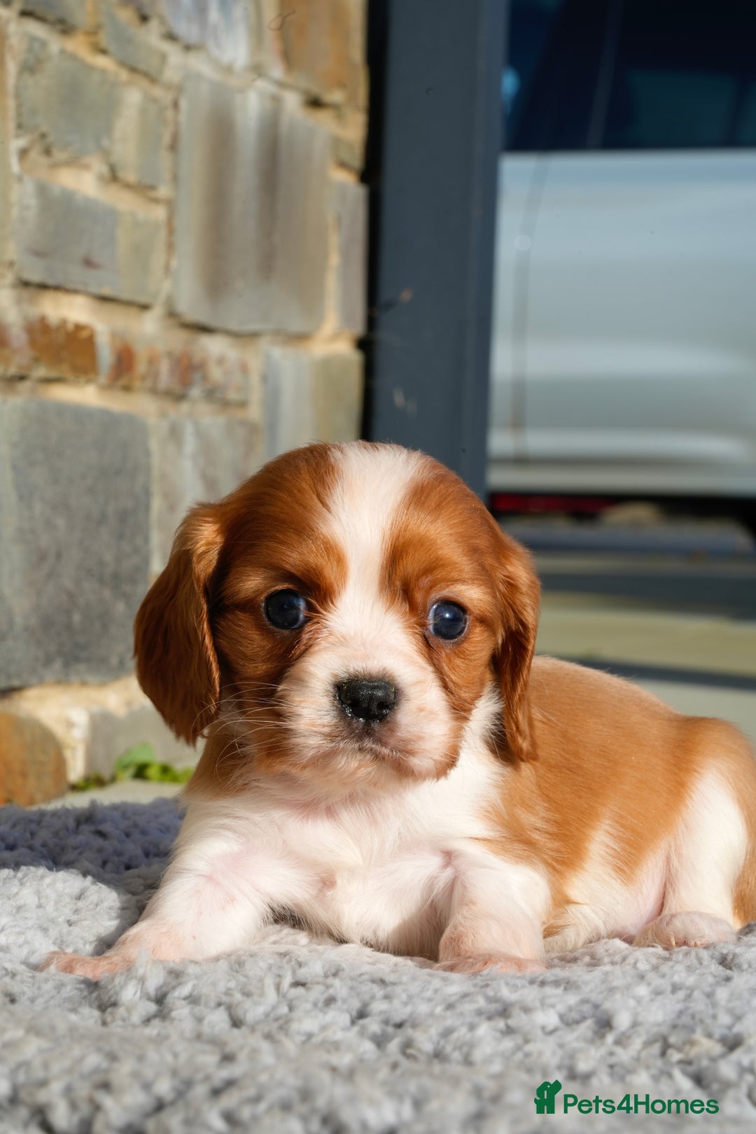 Cavalier King Charles Spaniel dogs for sale: ⭐️ Cavalier King Charles Puppies ⭐️ - Advert 12