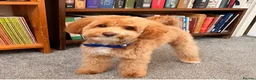 Toy Poodle dogs for sale: Teddy  in Wembley - Advert 2