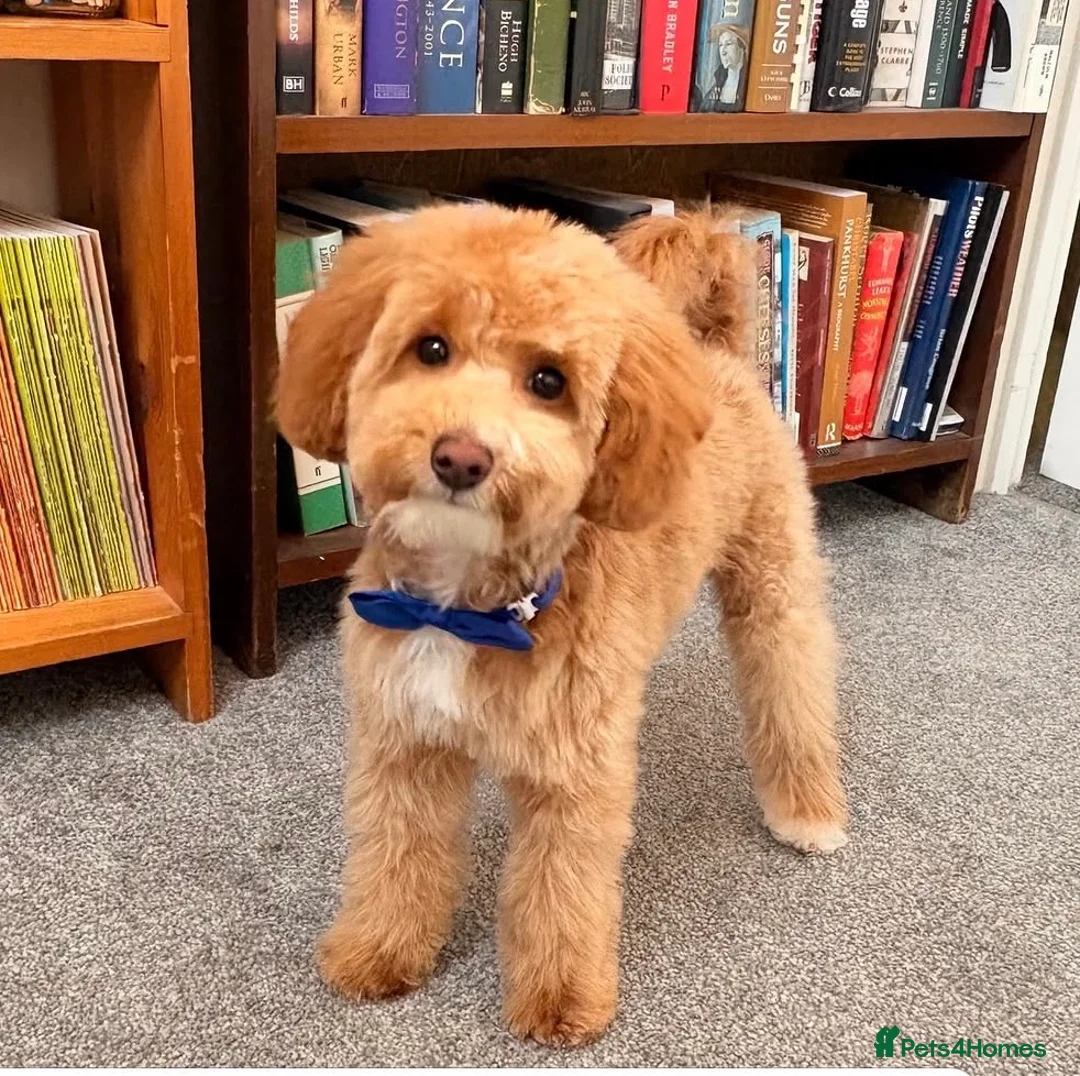 Toy Poodle dogs for sale: Teddy  in Wembley - Advert 2