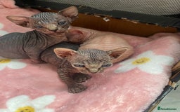 Sphynx cats for sale: Beautiful sphynx kittens - Image 6
