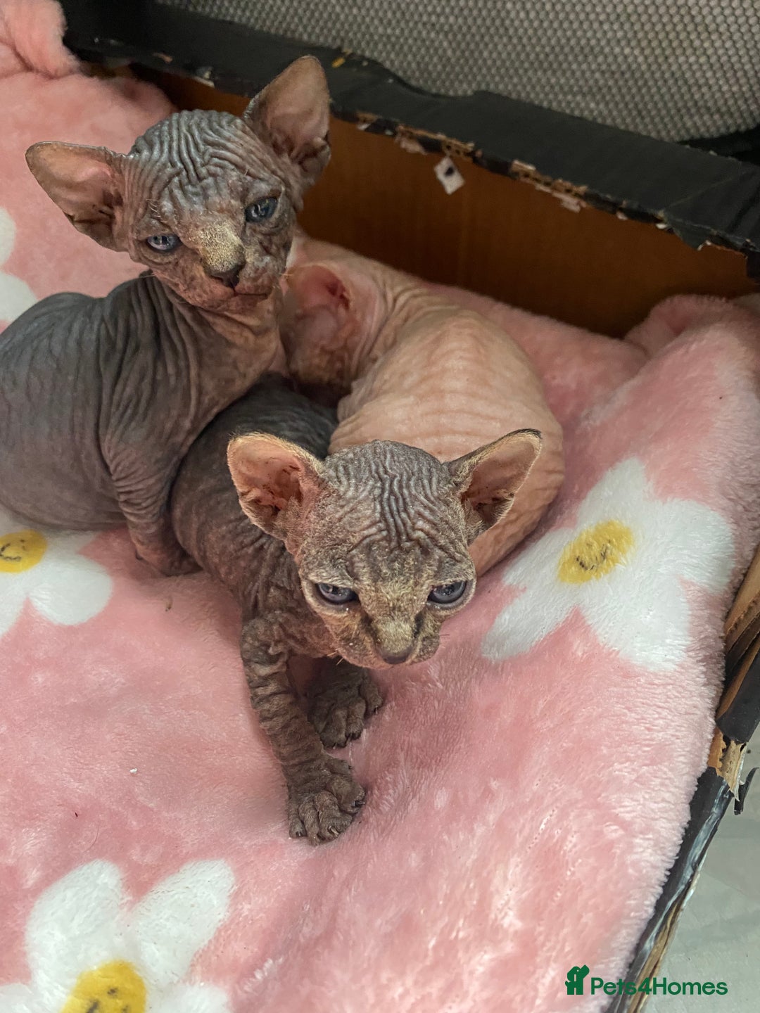 Sphynx cats for sale: Beautiful sphynx kittens - Image 6