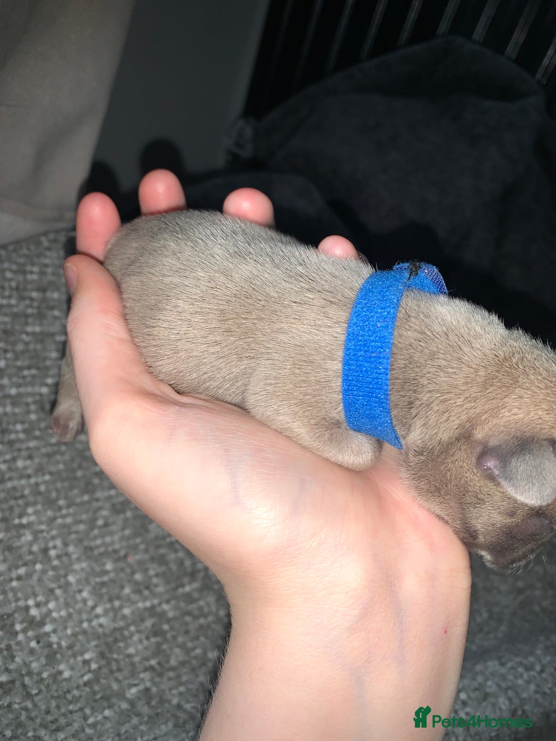 French Bulldog dogs for sale: French bulldog puppies for sale!!  - Image 14