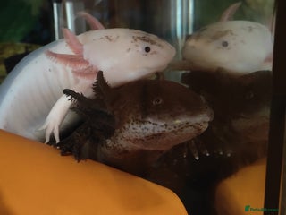 Axolotl reptiles Axolotls - Advert 2