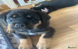 Mixed Breed dogs for sale: Rottweiler x Akita Puppies in Market Drayton - Image 14