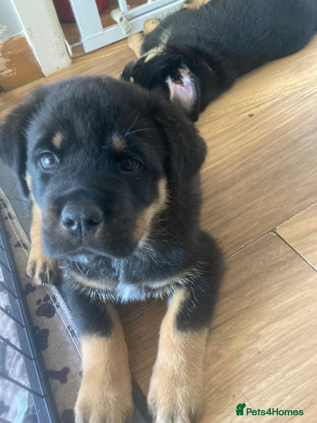 Mixed Breed dogs for sale: Rottweiler x Akita Puppies in Market Drayton - Image 14