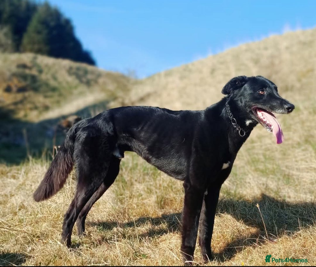 Lurcher dogs for stud: Lurcher for stud  - Advert 7