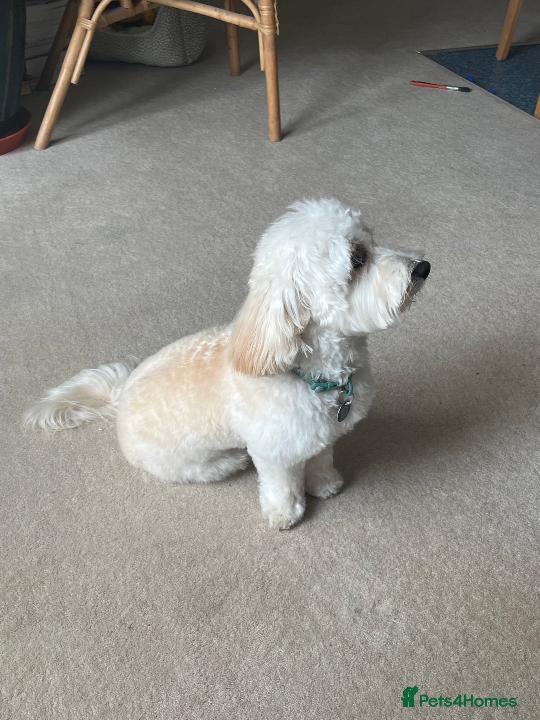 Maltipoo dogs for stud: Beautiful White Maltipoo Stud - Advert 3