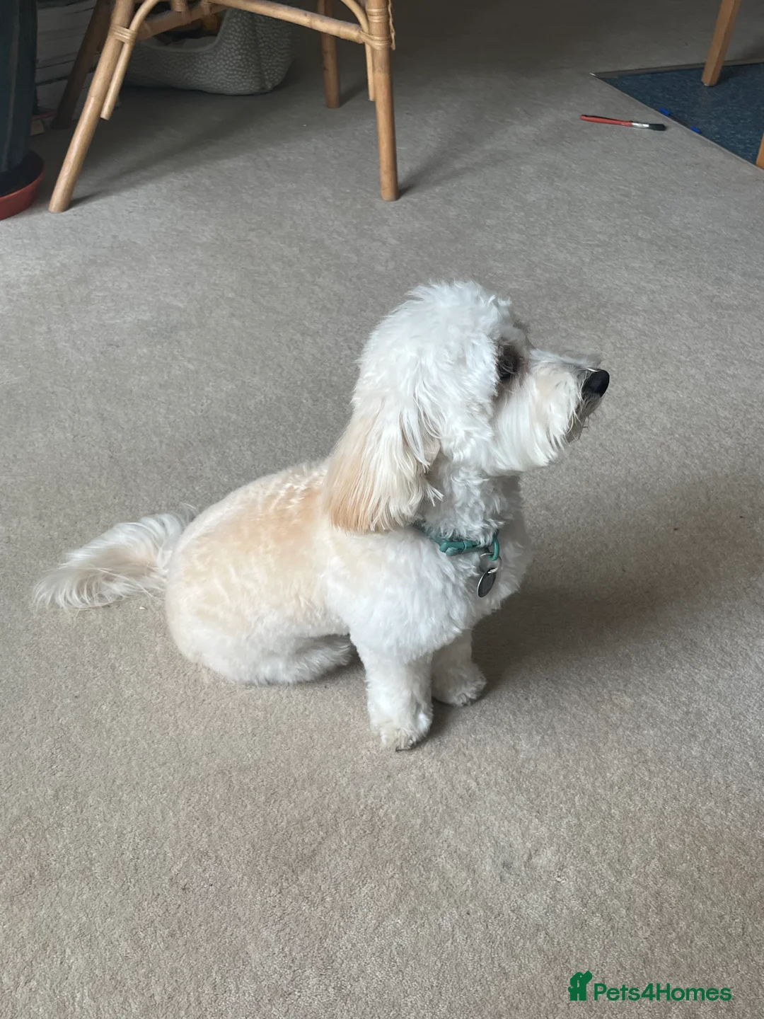 Maltipoo dogs for stud: Beautiful White Maltipoo Stud - Advert 3